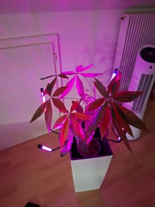 LED Pflanzenlampe mit Vollspektrum, Wachstumslampe mit 3 Lichtmodi, Pflanzenlicht, Grow Lampe für Zimmerpflanzen/Gewächshaus/Blumen - Retoo Kunden-Foto 1