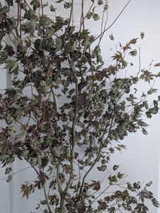 Roter Fächerahorn 170–180 cm | Acer palmatum Atropurpureum | Japanischer Ahorn | Winterhart Kunden-Foto 1