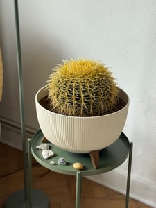 Echinocactus Grusonii superss 12 cm Ø - Chaise de belle-mère Photo du client 1