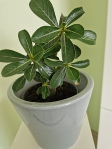 Malá pouštní růže, adenium, barva překvapení, květináč 11 cm Fotografie od zákazníka č. 3