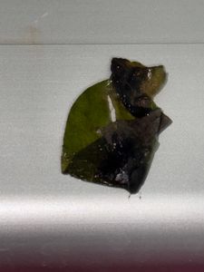 3 rote Tigerlotus ca. 5 cm Austrieb mit Knolle Kunden-Foto 2