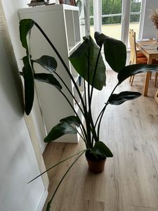 [Palmenlager] XL Strelitzia nicolai - Paradiesvogelblume - 140 cm - 3er Tuff / Baumstrelitzia / mediterrane Pflanze Kunden-Foto 5