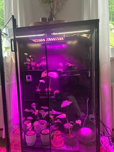 45w 144leds Pflanzenlampe Led Vollspektrum, Uv Pflanzen Grow Lampe Grow Light Pflanzenlicht, Anzuchtlampe Licht Für Pflanzen Blüte Anzucht Gewächshaus Kunden-Foto 1