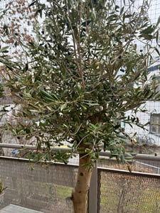 Sunny Tree - Olivenbaum - Olea Europaea in Strauchform - Höhe ca. 80-100 cm inkl. Topf. -  Winterhart bis -18 - Immergrün Kunden-Foto 3