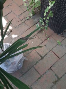 Palme ist welk.