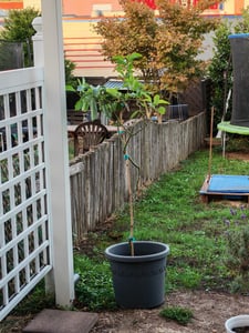Albero di avocado «Bacon» 120–160 cm in vaso – Pianta di avocado per balcone, terrazza o interno, resistente al freddo, pianta da vaso, albero da frutto Foto del cliente 6