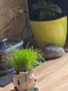 5 x Katzengras 25-30 cm Cyperus Alternifolius Zumula zur Verdauungsunterstützung von Katzen Kunden-Foto 1
