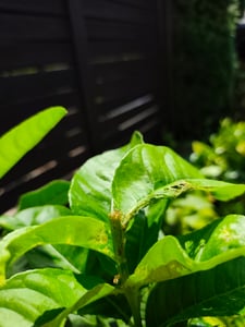 Buddha's Vinger Citroen, 130–170 cm, citrusplant, exotisch, geurig, gedeeltelijk winterhard, citroenboom voor tuin, balkon of pot Klantenfoto 6
