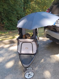 Bergsteiger Sonnenschirm für Kinderwagen & Buggy, universal Schirm, Sonnensegel, UV Sonnenschutz 50+, Bergsteiger Kinderwagen-Zubehör Kunden-Foto 1
