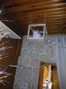 QLS Katzen Kletterwand Set mit 2 Brücken und 3 Liegen aus Holz Deckenmontage 11018 Kunden-Foto 1