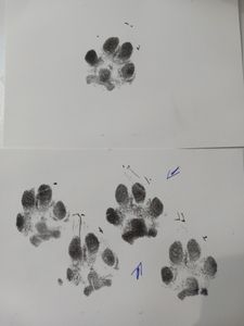 AMARI ® Pfotenabdruck Set inkl. 2 Stempelkissen und 4 Druckkarten - Pfotenabdruck Set Hund - Geschenke für Hundebesitzer - Pfotenabdruck Set Katze - Kunden-Foto 1