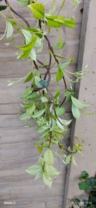 Sunny Tree - Toskanischer Jasmin - Kletterpflanze - 4 pcs - Außenpflanze - Widerstandsfähig bis -18 - Trachelospermum Jasminoides - 160 cm Kunden-Foto 1