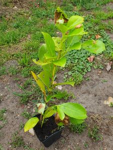 Lauroceraso 'Novita' 30-50 cm - 1 Pflanze - Prunus laurocerasus 'Novita' - Topfgewachsen Foto del cliente 12