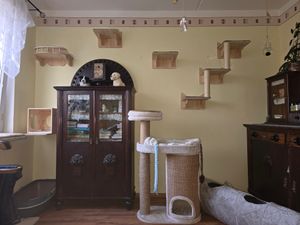 Étagères pour chats VEVOR à fixer au mur, étagères murales pour chats et perchoirs avec tremplins, lits pour chats, hamacs et arbre à chats, meubles pour chats et étagères jusqu'à 18 kg pour dormir Photo du client 1
