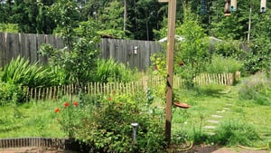 PINEEA Staketenzaun aus Haselnuss 60 cm Hoch – 5m Langer Holzzaun für Garten, Pflanzenschutz & Deko – Wetterfest – Lattenabstand 7–8 cm Kunden-Foto 3