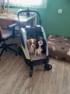 WISFOR 2-in-1 hondenbuggy, hondenbox, hondenwagen, opvouwbaar tot 20 kg, huisdierenbuggy met netvensters, verstelbare handgreep, geschikt voor katten en honden Klantenfoto 25