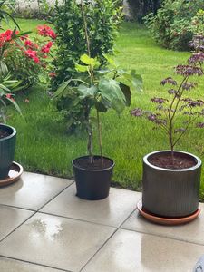 Feigenbaum - hell UND dunkel - in 1 Topf, Obstbaum, winterhart, Ficus Carica, Feige Kunden-Foto 10