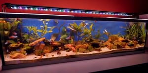 vidaXL Aquarium mit Speicher Transparent 60 x 20 x 20 cm Glas Kunden-Foto 2
