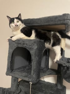 Feandrea Kratzbaum groß, XXL, mehrstöckiger Katzenbaum mit Höhlen und Liegemulden Kunden-Foto 2