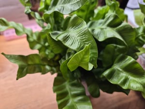 Asplenium nidus 'Crispy Wave' ca. 30 cm - Felce nido - Pianta da appartamento purificatrice dell'aria - Pianta verde Foto del cliente 3