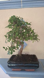 Bonsai Baum mit Keramik Blumentopf - Ligustrum, Ficus, Carmona, Podocarpus, Chinese elm - ca. 6-9 Jahre (20cm Schale ca. 8 Jahre, Chinese elm P20 S) Kunden-Foto 1