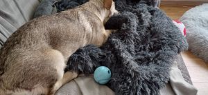 Chuckit! Hundespielzeug Fetch Ball, Größe: M Kunden-Foto 1