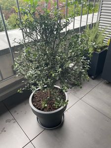 Australische Fingerlimette 60–70 cm – Kaviar-Limette (Microcitrus australasica) – Exotischer Citrusbaum mit Kaviarfrüchten für Balkon & Garten Kunden-Foto 5