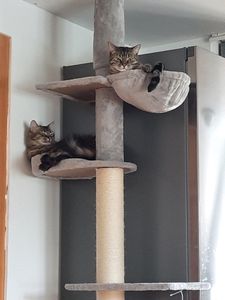 Feandrea Kratzbaum deckenhoch, 231-291 cm höhenverstellbarer xxl, hoher mehrstufiger Katzenkratzbaum, 11 cm dicke Stämme hellgrau Kunden-Foto 7