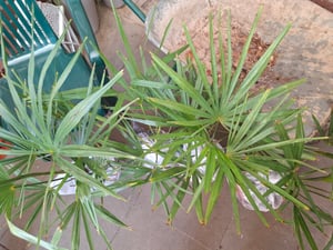Seltene Trachycarpus Wagnerianus Hanfpalme bis 120 cm Höhe Frosthart bis -19 Grad Kunden-Foto 20
