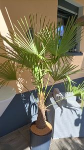 XXL Palme Stammhöhe 40-50 cm winterhart 160-180 cm Trachycarpus fortunei, Hanfpalme, Kunden-Foto 46