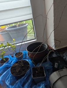Mini kiwi Issai 70 cm – Actinidia arguta Kiwiberry samozapylające Zdjęcie produktu od klienta nr 7
