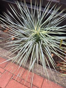 [Palmenlager] XL Yucca rostrata 80 cm - Kugelkopf im großen 32 cm Ø Topf - Winterharte Palme - Kunden-Foto 2
