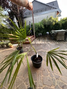 Konopná palma čínská 130 - 160 cm Trachycarpus fortunei - mrazuvzdorná palma Fotografia od zákazníka č. 8