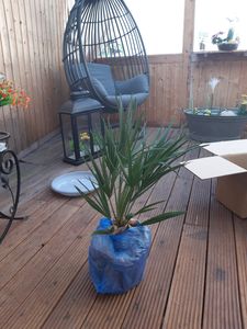 sada 2 mrazuvzdorných trpasličích paliem 70-90 cm Chamaerops humilis Jeden z najchladnejšie tolerantných druhov paliem v Európe Fotografia od zákazníka č. 5
