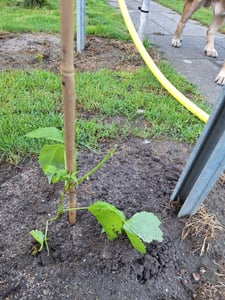 Rubus idaeus 'Autumn Bliss' malina 30 cm Zdjęcie produktu od klienta nr 2