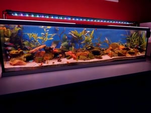 vidaXL Aquarium mit Speicher Transparent 60 x 20 x 20 cm Glas Kunden-Foto 1