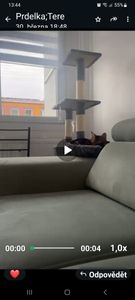 Spokojený kocourek