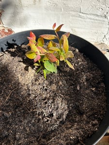 Mirtillo Bluecrop circa 30 cm – Vaccinium corymbosum Mirtillo coltivato, pianta di mirtilli ad alto rendimento per giardino, balcone e vaso Foto del cliente 1