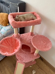 Yaheetech Kratzbaum Kleine Katzenbaum Katzenkratzbaum mit Katzenhöhle Kratzbrett Stabil Katzenhaus für Katzen, Dunkelgrau Kunden-Foto 1