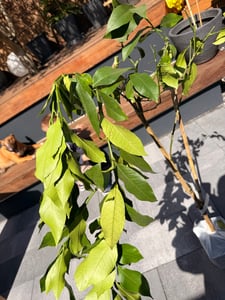 Amalfitano Zitronenbaum 120–140 cm im Topf – Echter Citrus Limon, mediterraner Zitronenbaum für Terrasse, Balkon & Wintergarten Kunden-Foto 2