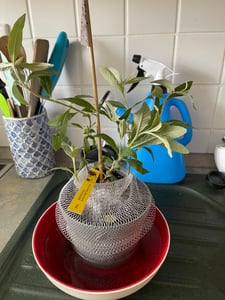 BALDUR Garten 1x Sommer-Flieder 'Papillion Tricolor', Pflanze im 12 cm-Topf, 3-farbig blühend, Buddleja davidii, Buddleia Schmetterlingsflieder, Sommerflieder, winterhart, trockenresistent Kunden-Foto 1