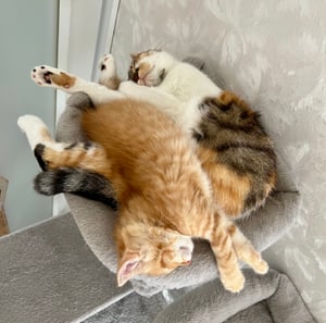 FEANDREA Kratzbaum, XXL Katzenbaum, 164 cm, hellgrau PCT087W01 Kunden-Foto 20