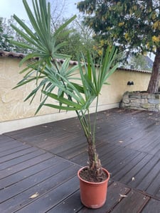 Trachycarpus Fortunei Hybrid Hanfpalme bis 130cm aus Freilandzucht Frosthart bis -18 Grad Kunden-Foto 4