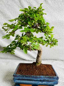Bonsai Baum mit Keramik Blumentopf - Ligustrum, Ficus, Carmona, Podocarpus, Chinese elm - ca. 6-9 Jahre (20cm Schale ca. 8 Jahre, Chinese elm P20 S) Kunden-Foto 4