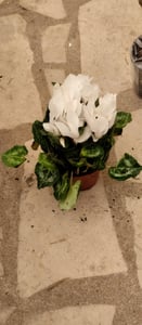 Set di 3 piante di Cordyline fruticosa, detta anche "Keulenlilie", in vaso da 12 cm Foto del cliente 4