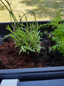 BALDUR Garten 6er Winterharte Sedum-Mischung, Pflanzen im 9x9 cm-Topf, Fetthennen Hauswurz Stauden Sortiment, winterharte mehrjährige Stauden, trockenresistent, pflegeleicht, Wasserbedarf gering Kunden-Foto 2
