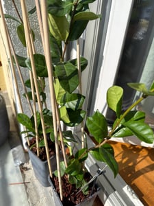 Sternjasmijn (Trachelospermum jasminoides): 50–70 cm – Een altijdgroene, winterharde klimplant met een sterke geur – Geurjasmijn, ideaal voor tuin en terras Klantenfoto 1