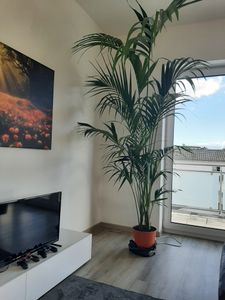 Kentia Palme 180-200 cm - Howea forsteriana Zimmerpalme - Große Zimmerpflanze im Angebo Kunden-Foto 1