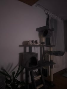 tectake® Kratzbaum Marcel 141 cm inklusive Treppe, Spielkordel und Kippschutz Kunden-Foto 9