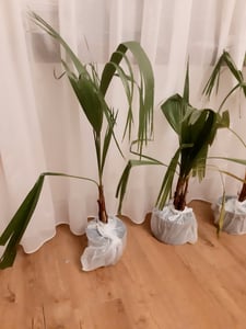 Washingtonia Robusta 100–140 cm Mexikanische Fächerpalme Kübelpalme Tropische Palme Exotische Winterharte Palmenpflanze Kunden-Foto 3